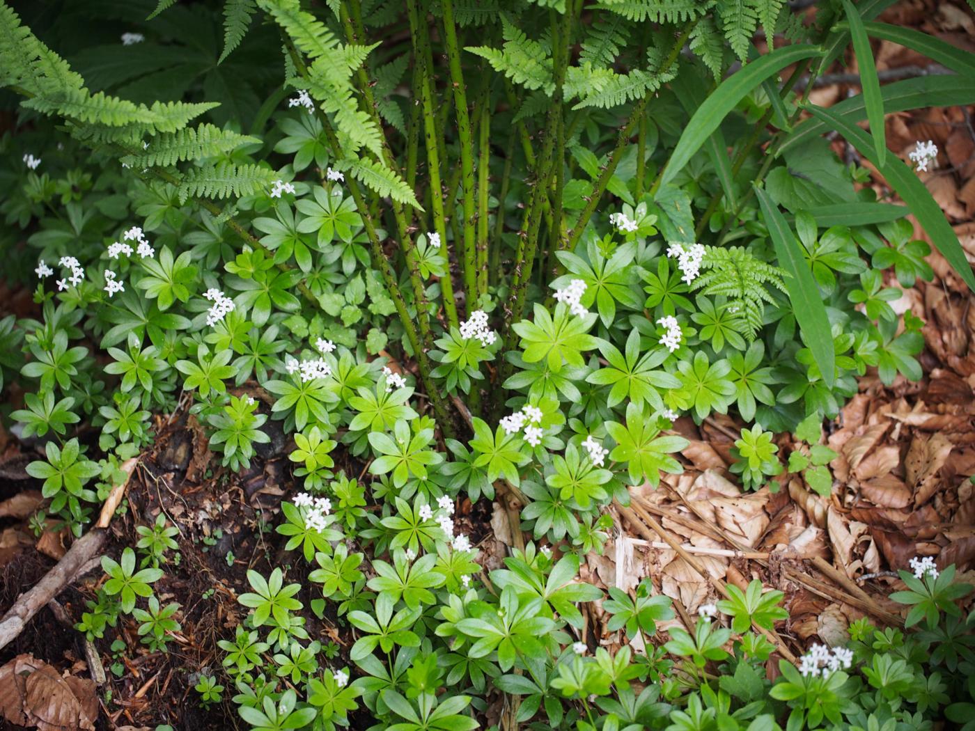 Woodruff, Sweet plant